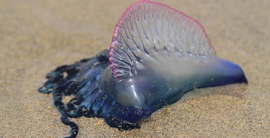 Португальский кораблик