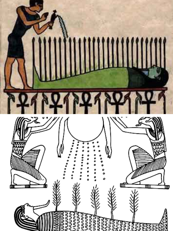 Колосья пшеницы, проросшие из мумии Осириса