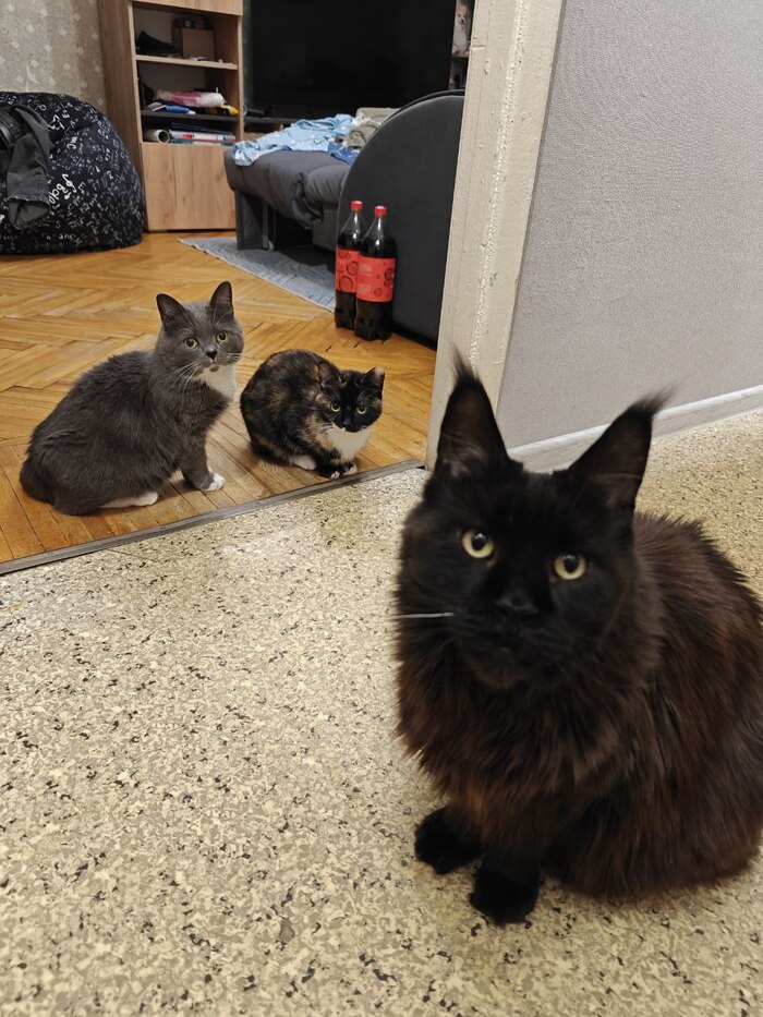 Лева и его команда (Привет их дома от Левы, который был найден в Тосно с поломанными зубами)