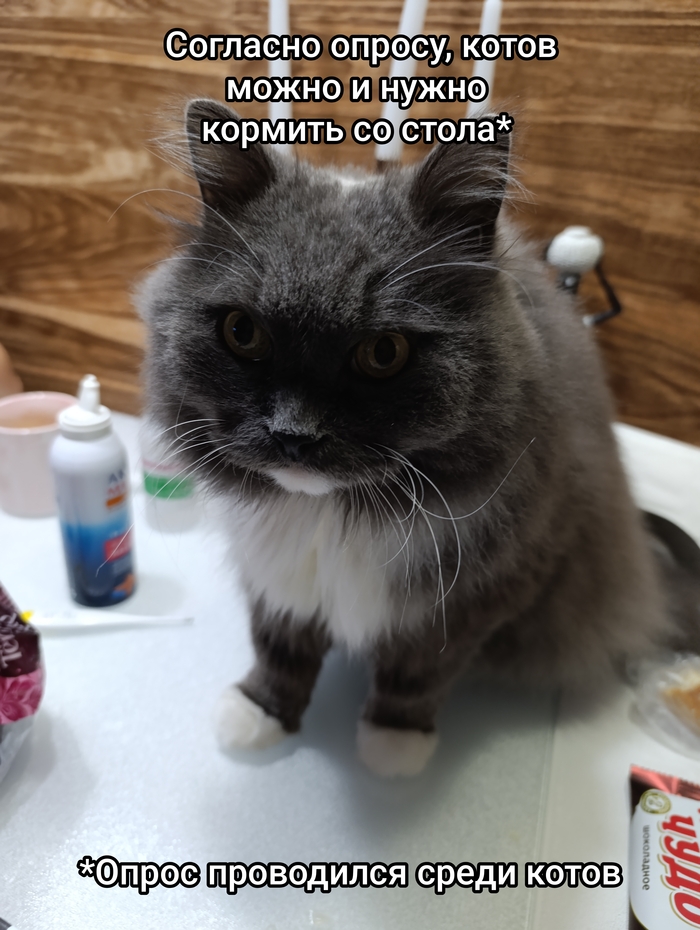 Общественное мнение котов