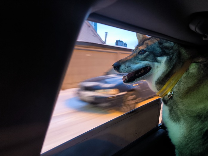 ездим в лес, подальше от людей, чтобы побегала лайка!