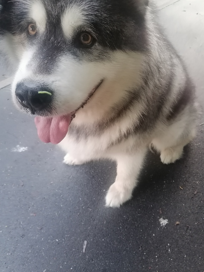 Ответ на пост «Довольная собака»