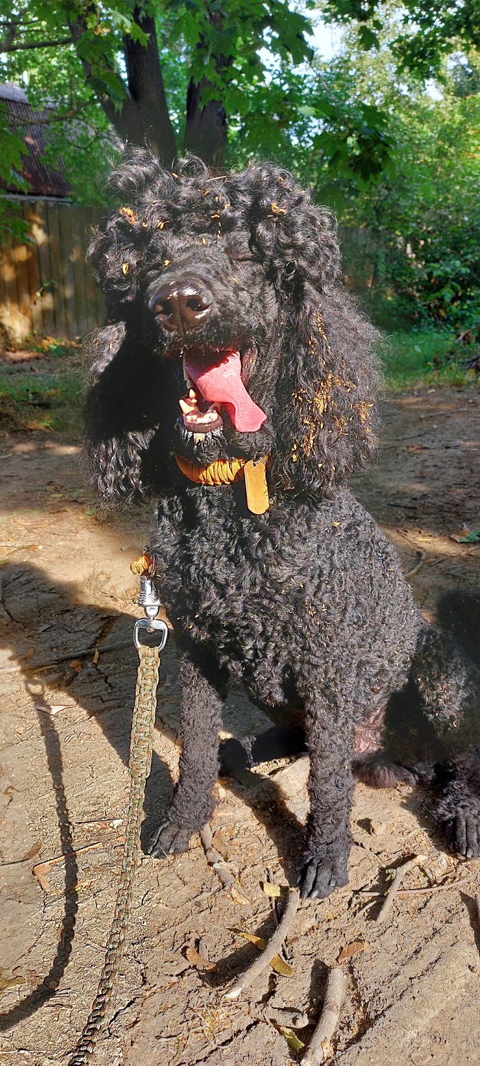 Ответ atomicledokol в «Довольная собака»