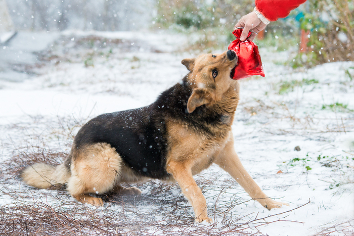 Суровый стокерский бэкстэйдж: давай сфоткаем как Дед Мороз дарит подарок собачке :)