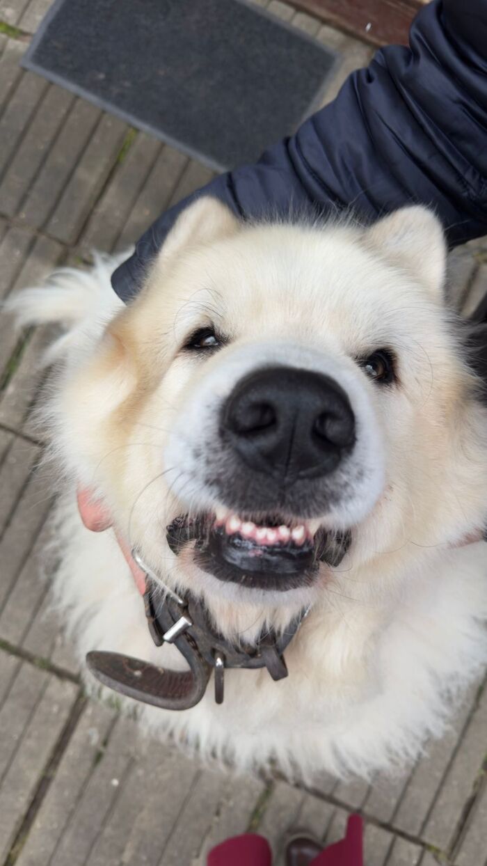 Ответ на пост «Довольная собака»