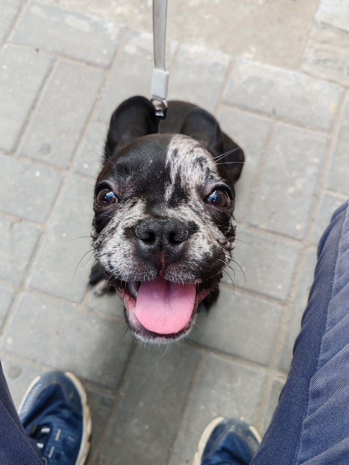 Ответ на пост «Довольная собака»