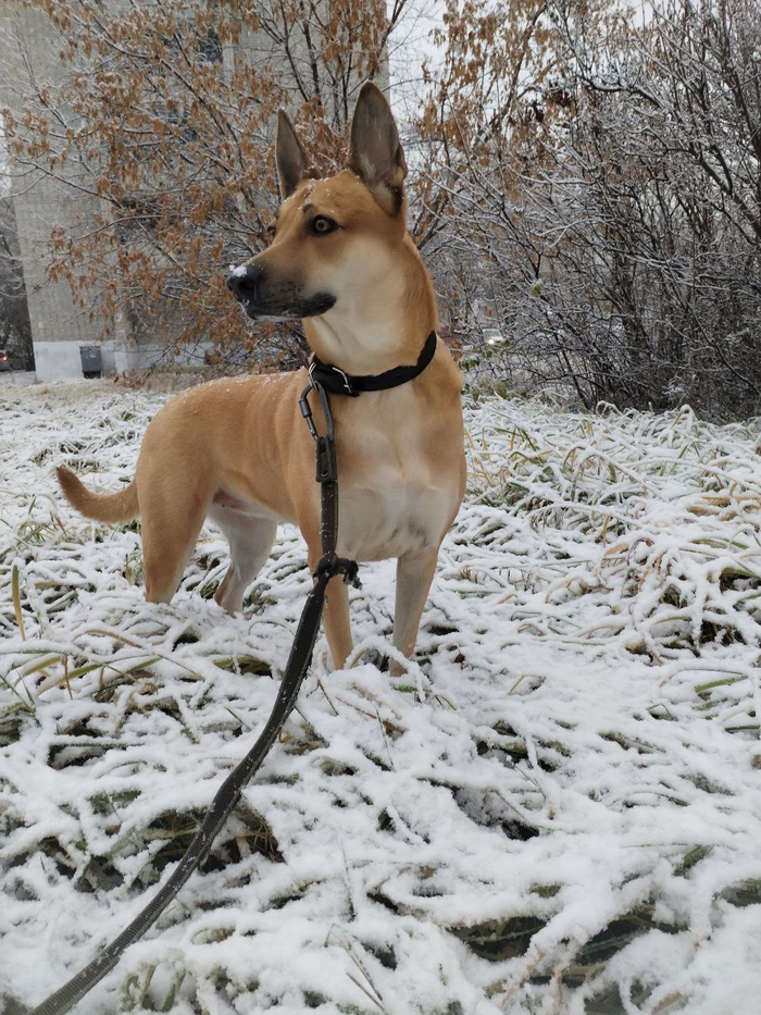 Ответ на пост «Довольная собака»