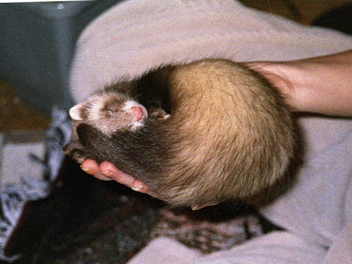 На минуточку, хорьки спят до 18-20 часов в сутки! А в период бодрствования проявляют невероятную активность.