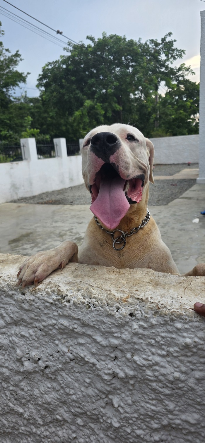 Собакен из Гаваны