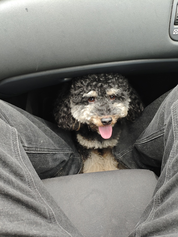 Ответ mintimer22 в «Довольная собака»