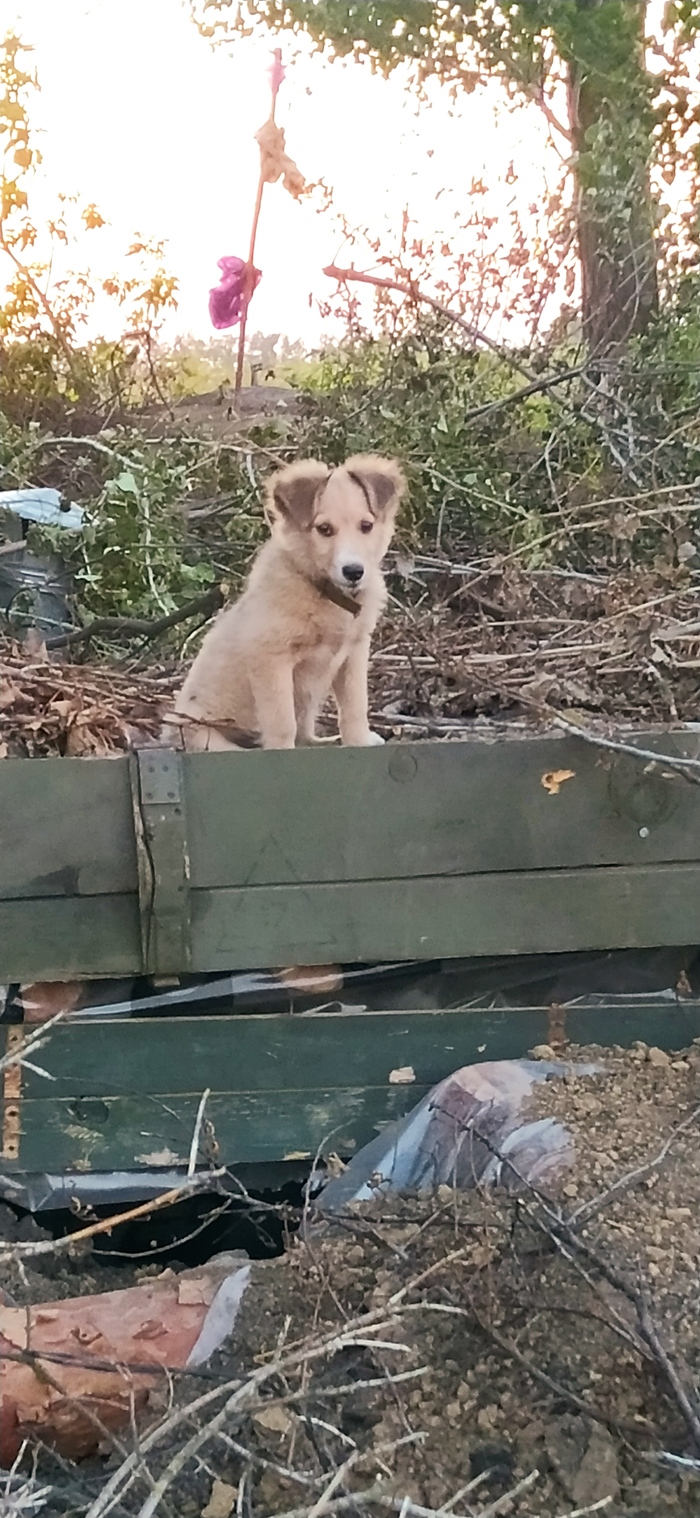 Ответ на пост «Довольная собака»