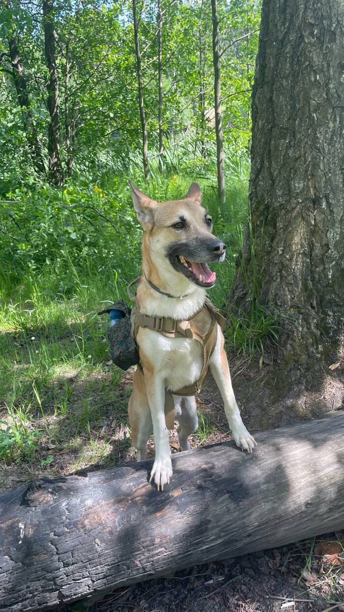 Ответ на пост «Довольная собака»