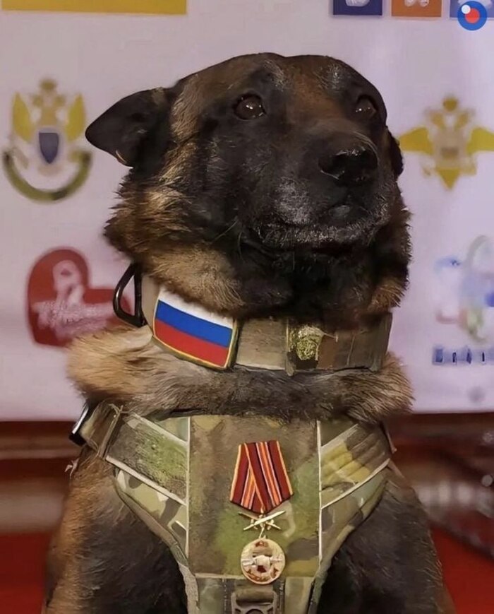 Ответ на пост «Довольная собака»