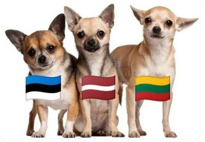 Ответ на пост «Довольная собака»