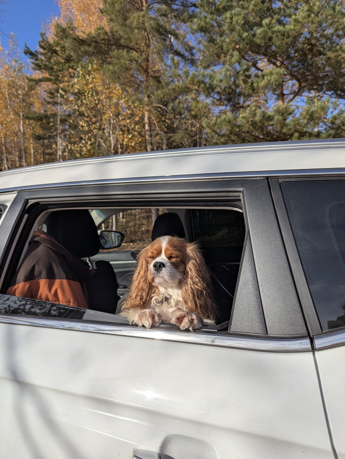 Ответ на пост «Довольная собака»