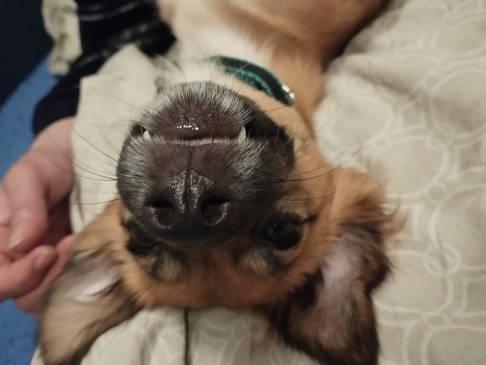 Я собака-летучая мышь!