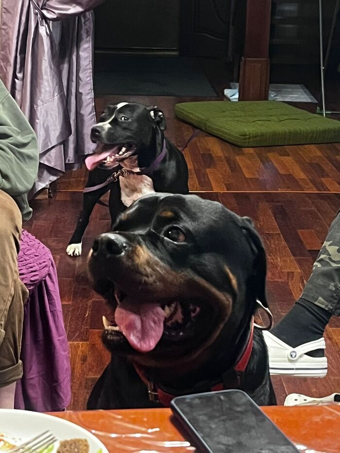 Ответ на пост «Собака улыбака»