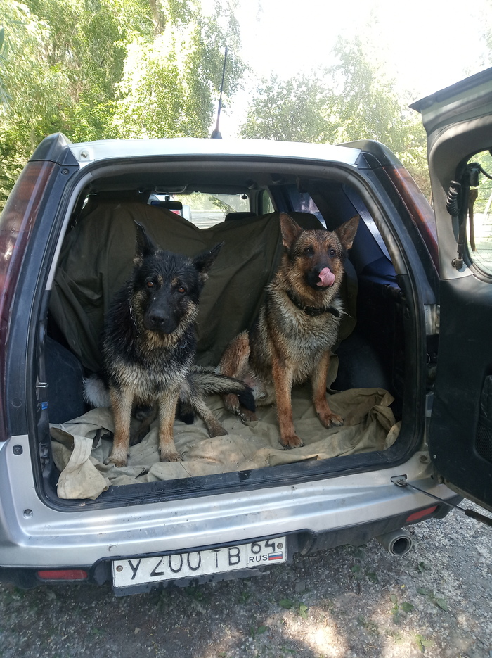 Ответ на пост «Довольная собака»