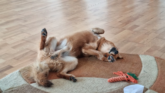 Ответ на пост «Довольная собака»