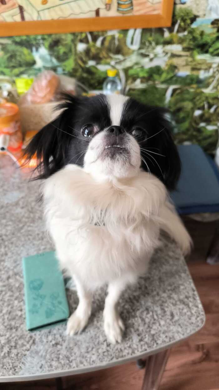 Ответ на пост «Довольная собака»