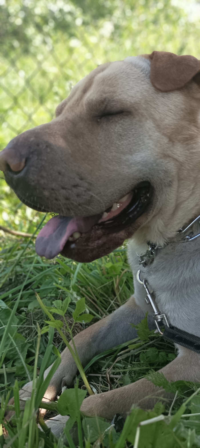 Ответ на пост «Довольная собака»