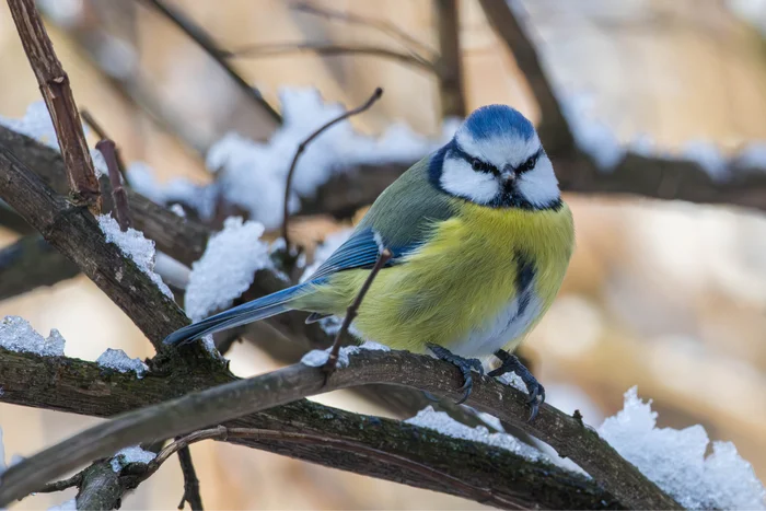 ( нажимаем на картинку для лучшего качества)