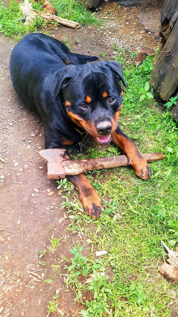 Ответ на пост «Моя серьезная собака»