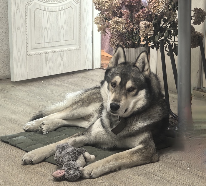 Ответ на пост «Довольная собака»