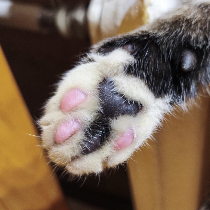 Сегодня снова лапа-(цензура)