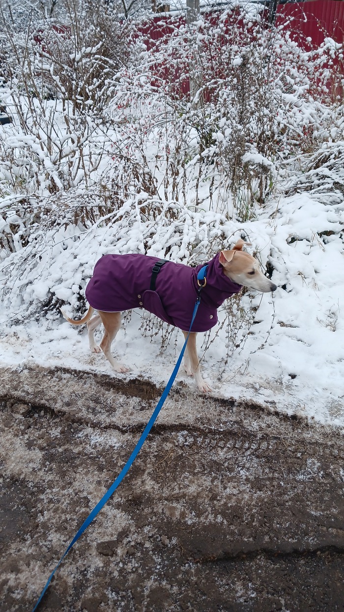 Уиппеты обделены густой шерстью, так что приходится утеплять их искусственно.