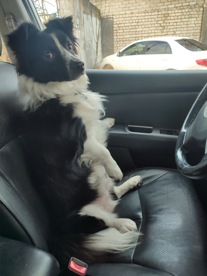 Ответ на пост «Довольная собака»