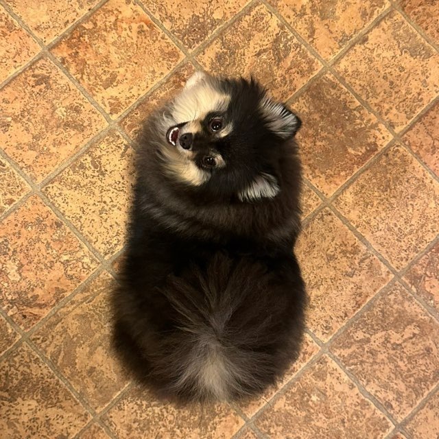 Ответ на пост «Довольная собака»