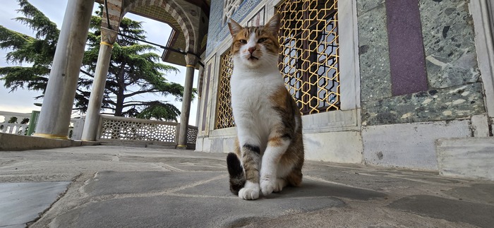 А этот красавчик из ближайших приближенных султана - иначе как он попал в четвертый двор дворца?