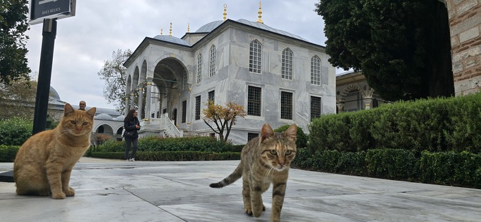 Дворец Топкапы. Это видимо ученые котики (на заднем плане - библиотека султана)