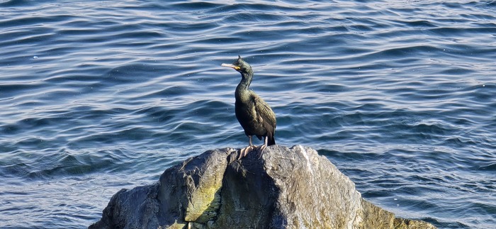 А это их босс наверное )) Утки в Турции тоже очень колоритные