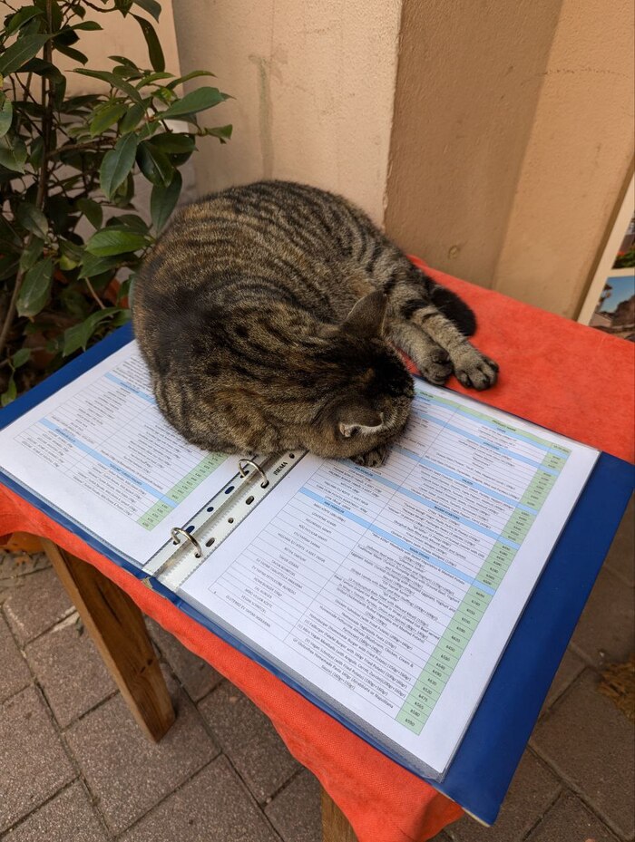 Бедняга, уснул прямо на работе! Эксплуатируют котика, а переработки небось не оплачивают!