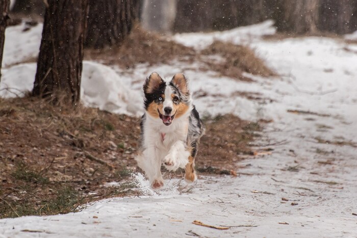 Ответ на пост «Довольная собака»