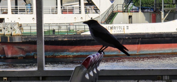 Да что кошки - тут даже вороны пешком не ходят! Развитый общественный транспорт помогает экономить время не только людям. Зачем Босфор перелетать, когда можно просто переехать на пароме?