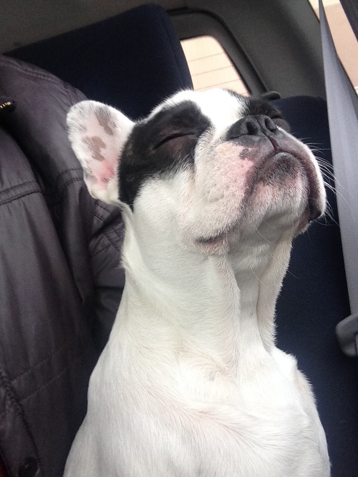 Смотрю эту серию постов весь в слезах, потому что мой песель ушел на небеса в этом году =( Я до сих пор не могу с этим как-то смириться. И я честно завидую тем, у кого такой друг есть.