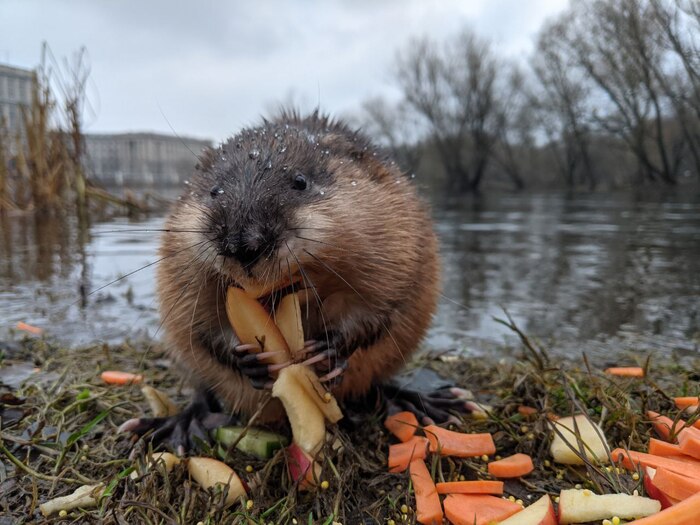 Ответ ChiefDimanikus в «Мой лучший кадр в 2024 году»