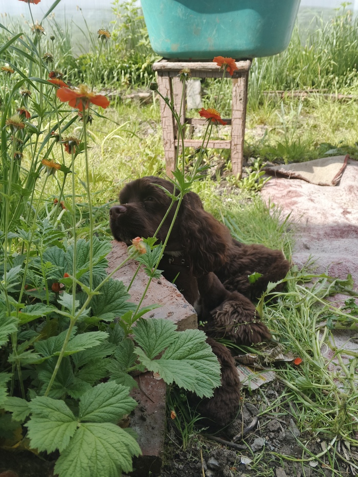 Ответ atomicledokol в «Довольная собака»