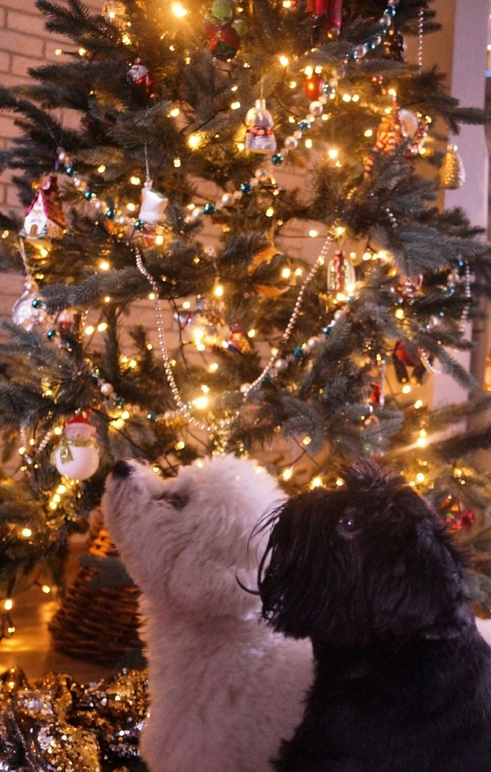 Ответ на пост «Довольная собака»