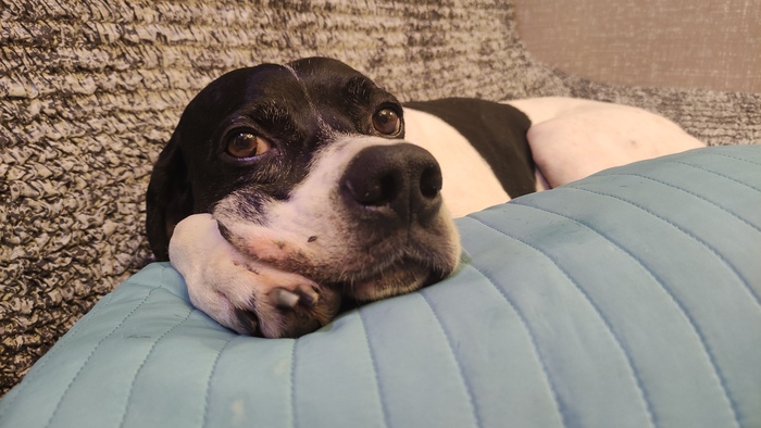 Ответ на пост «Довольная собака»