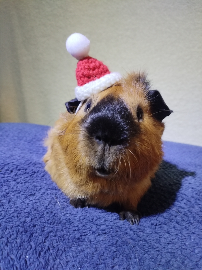 Ответ на пост «Довольная собака»