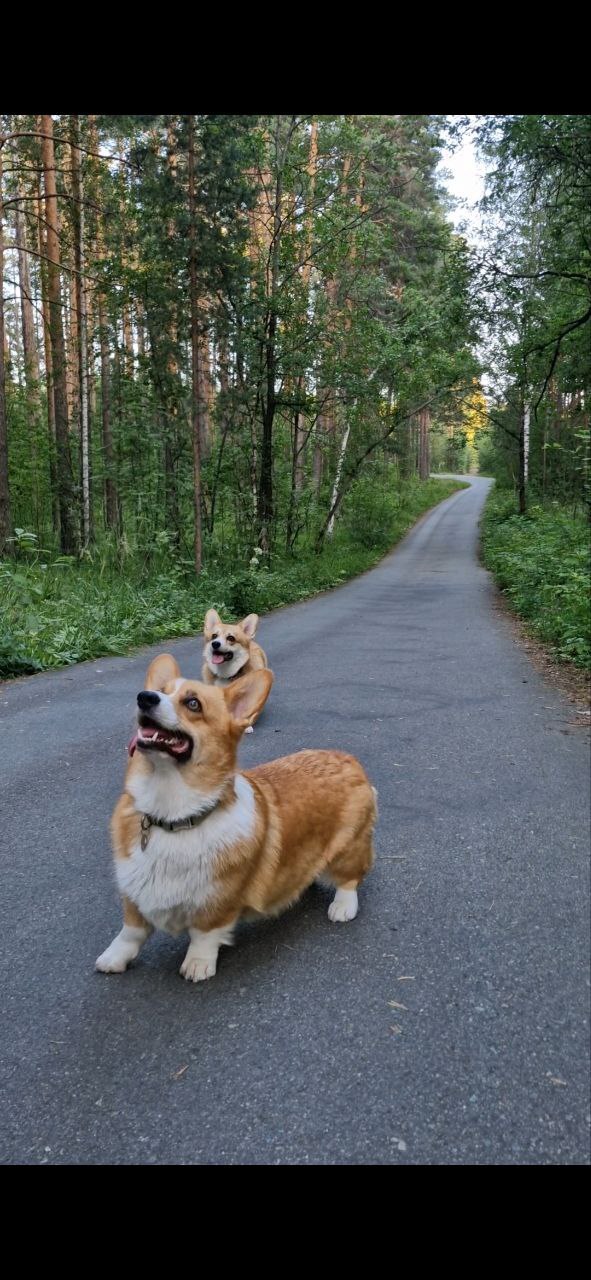 Обе собаки довольны