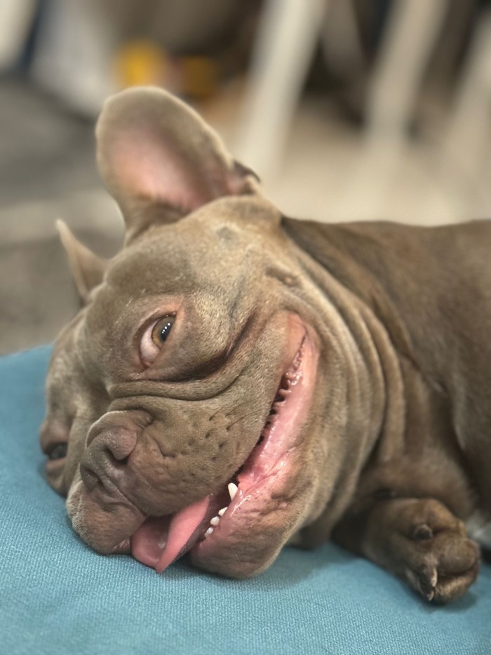 Довольная собака