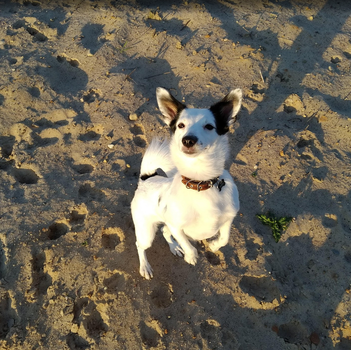 Ответ на пост «Довольная собака»