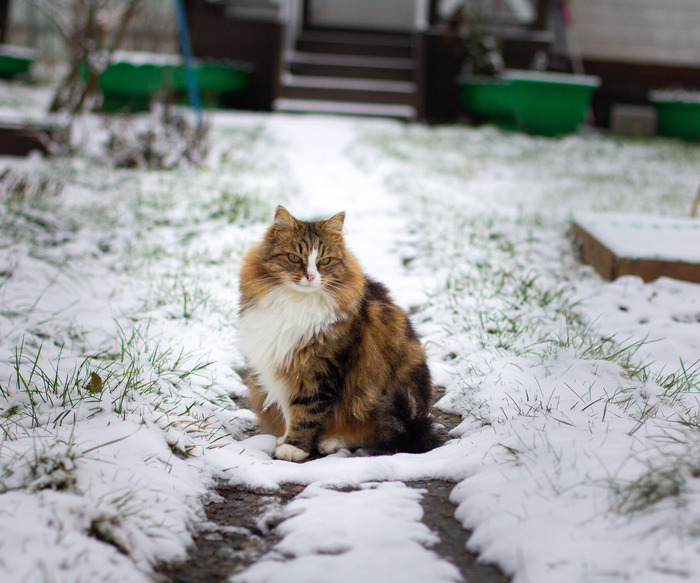 Вообще ее называли Бурундуча (по окрасу полоски напоминали бурундучьи)