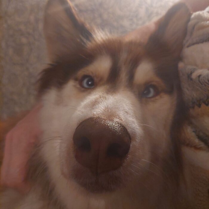 Почесанный и довольный…