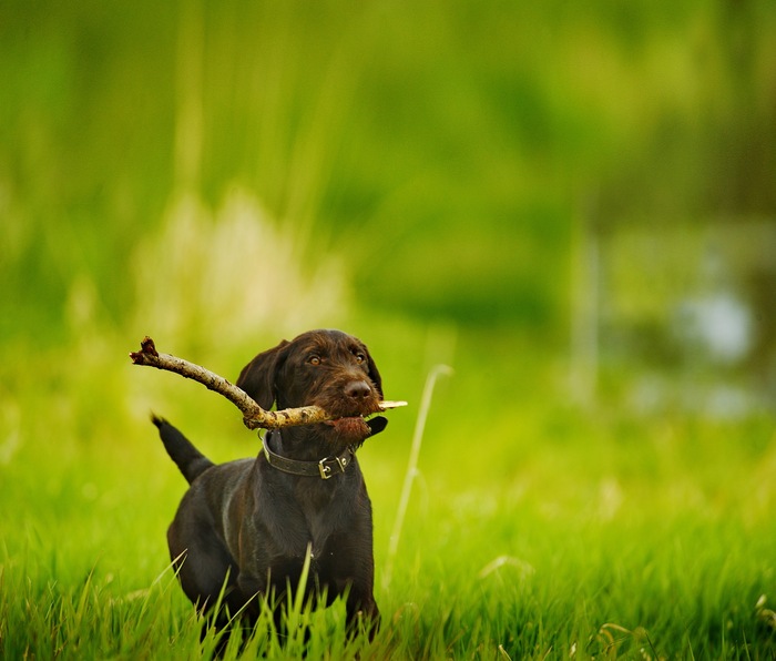Ответ на пост «Довольная собака»